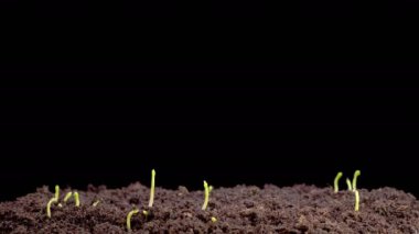 Yeşil Bezelye Bitkilerinin Büyüme Hızı Kara Arkaplana Karşı Güzel Zaman Hızı. 4K.