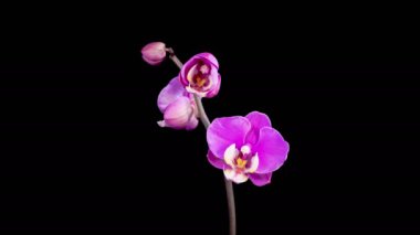 Orkide çiçekleri var. Kara Arkaplan 'da çiçek açan mor orkide falaenopsis çiçeği. Zaman aşımı. 4K.