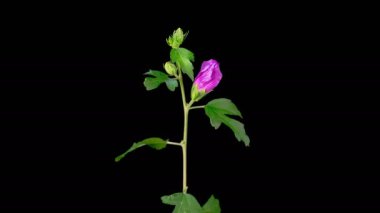 Hibiscus Çiçekleri. Kara Arkaplanda Güzel Pembe Hibiscus Çiçekleri Açılıyor. Zaman aşımı. 4K.