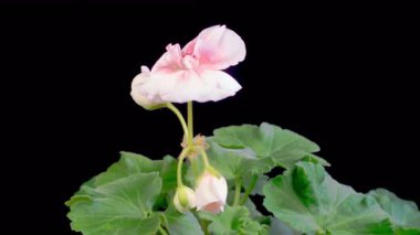 Pembe Geranium Pelargonium Çiçekleri. Kara Arkaplan 'da Pembe Geranium Pelargonium Çiçeği' nin Güzel Zaman Hızı. 4K.