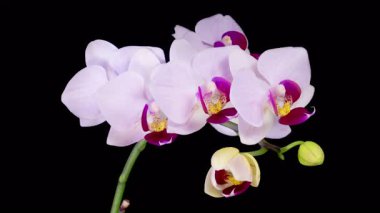 Orchid Blossoms. Blooming White Orchid Phalaenopsis Flower on Black Background. Time Lapse. Red Lip Orchid. 4K.