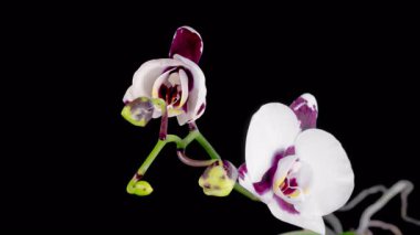 Blooming White - Magenta Orkide Phalaenopsis Çiçeği Siyah Arkaplanda. Zaman aşımı. 4K.