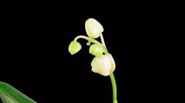 Çiçekli Beyaz Orkide Siyah Arkaplanda Phalaenopsis Çiçeği. Zaman aşımı. 4K.