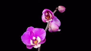 Orkide çiçekleri var. Kara Arkaplan 'da çiçek açan mor orkide falaenopsis çiçeği. Zaman aşımı. 4K.