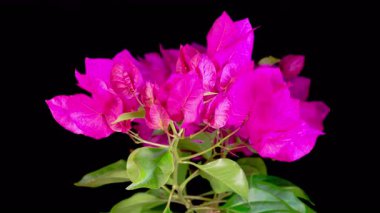 Pembe Bougainvillea Çiçekleri. Kara Arkaplanda Çiçek Açan Pembe Bougainvillea 'nın Güzel Zaman Hızı. 4K.