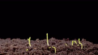Beautiful Time Lapse of Growth Green Peas Beans Plants Against a Black Background. 4K.