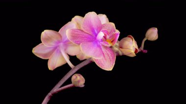 Orchid Blossoms. Blooming Red Orchid Phalaenopsis Flower on Black Background. Time Lapse. 4K.