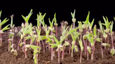 Kara Arkaplan Karşısında Büyüyen Mung Fasulyesi Bitkilerinin Güzel Zaman Hızı. Vigna Radiata. 4K.