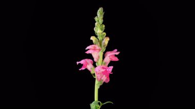 Antirrhinum Çiçekleri. Pembe Antirrhinum Çiçeğinin Kara Arkaplanda Çiçek Açması 'nın Güzel Zamanları. 4K.