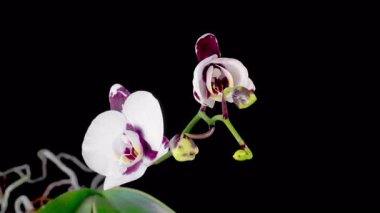 Blooming White - Magenta Orkide Phalaenopsis Çiçeği Siyah Arkaplanda. Zaman aşımı. 4K.