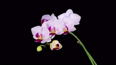 Orkide çiçekleri var. Çiçekli Beyaz Orkide Siyah Arkaplanda Phalaenopsis Çiçeği. Zaman aşımı. Kırmızı Dudak Orkidesi. 4K.