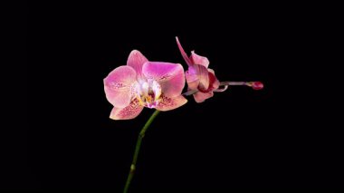 Orchid Blossoms. Blooming Red Orchid Phalaenopsis Flower on Black Background. Time Lapse. 4K.