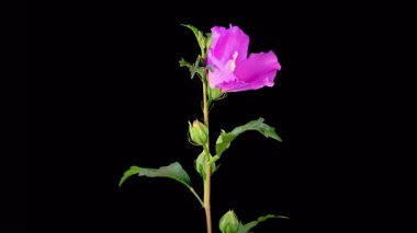 Hibiscus Çiçekleri. Kara Arkaplanda Güzel Pembe Hibiscus Çiçekleri Açılıyor. Zaman aşımı. 4K.