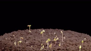 Kara Arkaplan Karşısında Büyüyen Karabuğday Bitkilerinin Güzel Zaman Süreleri. Fagopyrum esculentum. 4K.