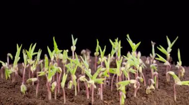 Kara Arkaplan Karşısında Büyüyen Mung Fasulyesi Bitkilerinin Güzel Zaman Hızı. Vigna Radiata. 4K.