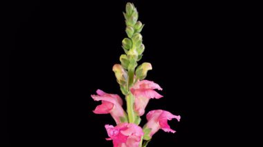 Antirrhinum Çiçekleri. Pembe Antirrhinum Çiçeğinin Kara Arkaplanda Çiçek Açması 'nın Güzel Zamanları. 4K.