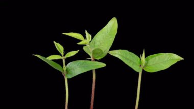 Beautiful Time Lapse of Growth Mung Bean Plants Against a Black Background. Vigna Radiata. 4K.