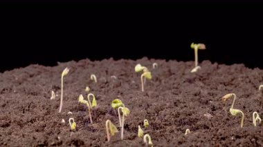 Kara Arkaplan Karşısında Büyüyen Karabuğday Bitkilerinin Güzel Zaman Süreleri. Fagopyrum esculentum. 4K.