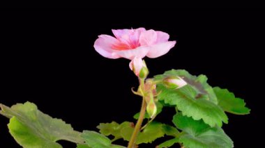 Pembe Geranium Pelargonium Çiçekleri. Kara Arkaplan 'da Pembe Geranium Pelargonium Çiçeği' nin Güzel Zaman Hızı. 4K.
