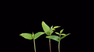 Kara Arkaplan Karşısında Büyüyen Mung Fasulyesi Bitkilerinin Güzel Zaman Hızı. Vigna Radiata. 4K.