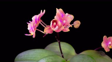 Orchid Blossoms. Blooming Red Orchid Phalaenopsis Flower on Black Background. Time Lapse. 4K.