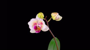 Orkide çiçekleri var. Kara Arkaplanda Güzel Pembe Orkide Phalaenopsis Çiçeği açılıyor. Zaman aşımı. 4K.