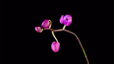 Orkide çiçekleri var. Kara Arkaplan 'da çiçek açan mor orkide falaenopsis çiçeği. Zaman aşımı. 4K.