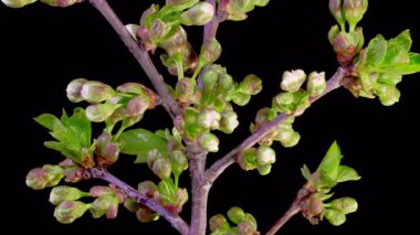 Kiraz çiçeği. Beyaz Çiçekler Kiraz Ağacı 'nda çiçek açıyor. Karanlık Arkaplan. Zaman aşımı. 4K.