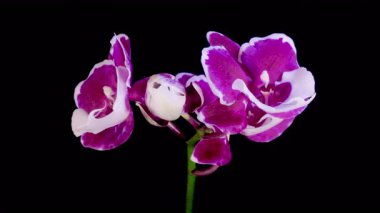 Orkide çiçekleri var. Blooming White - Magenta Orkide Phalaenopsis Çiçeği Siyah Arkaplanda. Noel Baba Orkidesi. Zaman aşımı. 4K.