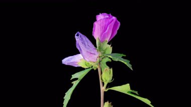 Hibiscus Çiçekleri. Kara Arkaplanda Güzel Pembe Hibiscus Çiçekleri Açılıyor. Zaman aşımı. 4K.