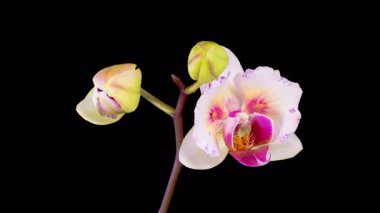 Orkide çiçekleri var. Kara Arkaplanda Güzel Pembe Orkide Phalaenopsis Çiçeği açılıyor. Zaman aşımı. 4K.