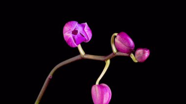 Orkide çiçekleri var. Kara Arkaplan 'da çiçek açan mor orkide falaenopsis çiçeği. Zaman aşımı. 4K.