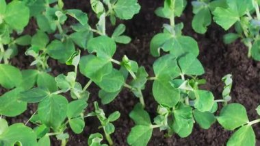 Yeşillik Bezelye Bitkilerinin Zaman Hızı. Böcekler Bitkileri Bozuyor. 4K.