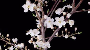 Kiraz çiçeği. Beyaz Çiçekler Kiraz Ağacı 'nda çiçek açıyor. Karanlık Arkaplan. Zaman aşımı. 4K.