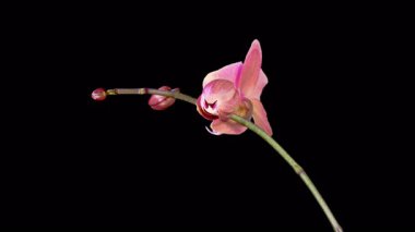 Orchid Blossoms. Blooming Red Orchid Phalaenopsis Flower on Black Background. Time Lapse. 4K.