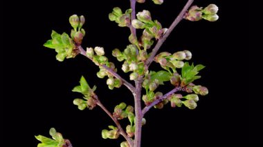 Kiraz çiçeği. Beyaz Çiçekler Kiraz Ağacı 'nda çiçek açıyor. Karanlık Arkaplan. Zaman aşımı. 4K.
