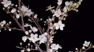 Kiraz çiçeği. Beyaz Çiçekler Kiraz Ağacı 'nda çiçek açıyor. Karanlık Arkaplan. Zaman aşımı. 4K.