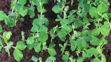 Yeşillik Bezelye Bitkilerinin Zaman Hızı. Böcekler Bitkileri Bozuyor. 4K.