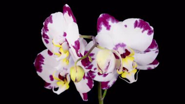 Blooming White - Magenta Orkide Phalaenopsis Çiçeği Siyah Arkaplanda. Zaman aşımı. 4K.