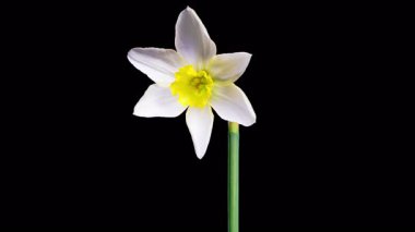 Narcissus Çiçekleri. Beyaz Narcissus Çiçeğinin Siyah Arkaplanda Çiçek Açması 'nın Güzel Zamanları. 4K.
