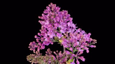 Leylak çiçekleri. Kara Arkaplanda Eflatun Mor Çiçeği Açmanın Güzel Zaman Geçidi. Zaman aşımı. 4K.