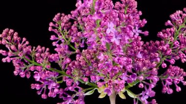 Leylak çiçekleri. Kara Arkaplanda Eflatun Mor Çiçeği Açmanın Güzel Zaman Geçidi. Zaman aşımı. 4K.
