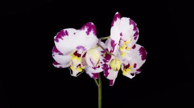 Blooming White - Magenta Orkide Phalaenopsis Çiçeği Siyah Arkaplanda. Zaman aşımı. 4K.