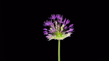 Allium Çiçekleri. Kara Arkaplanda Çiçek açan Büyük Violet Allium Christophii 'nin güzel zamanı. 4K.