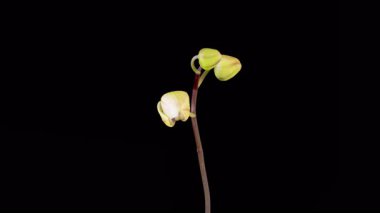 Orkide çiçekleri var. Kara Arkaplanda Güzel Pembe Orkide Phalaenopsis Çiçeği açılıyor. Zaman aşımı. 4K.