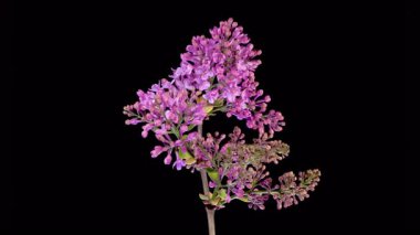 Leylak çiçekleri. Kara Arkaplanda Eflatun Mor Çiçeği Açmanın Güzel Zaman Geçidi. Zaman aşımı. 4K.