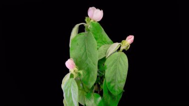 Ayva ağacı çiçeği. Çiçeklenen Güzel Pembe Ayva Ağacı Çiçeklerinin Kara Arkaplanda Zaman Hızı. 4K.