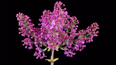 Leylak çiçekleri. Kara Arkaplanda Eflatun Mor Çiçeği Açmanın Güzel Zaman Geçidi. Zaman aşımı. 4K.