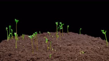 Büyüme Zamanındaki Güzel Lens Culinaris Fasulye Bitkileri Kara Arkaplan Karşısında. 4K.