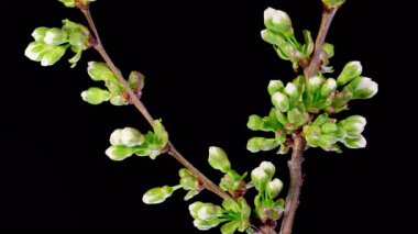 Kiraz çiçeği. Beyaz Çiçekler Kiraz Ağacı 'nda çiçek açıyor. Karanlık Arkaplan. Zaman aşımı. 4K.
